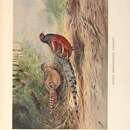 Image of Syrmaticus humiae (Hume 1881)
