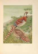 Image of Chinese Barred-backed Pheasant