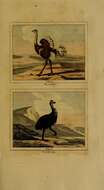 Image of ostriches