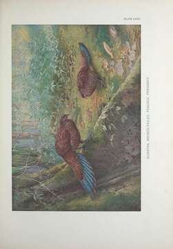 Image of Bronze-tailed Peacock-Pheasant