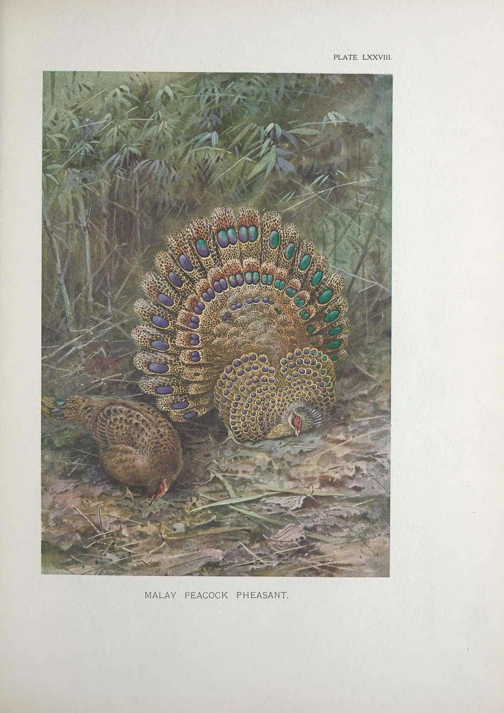 Image of Crested Peacock-pheasant