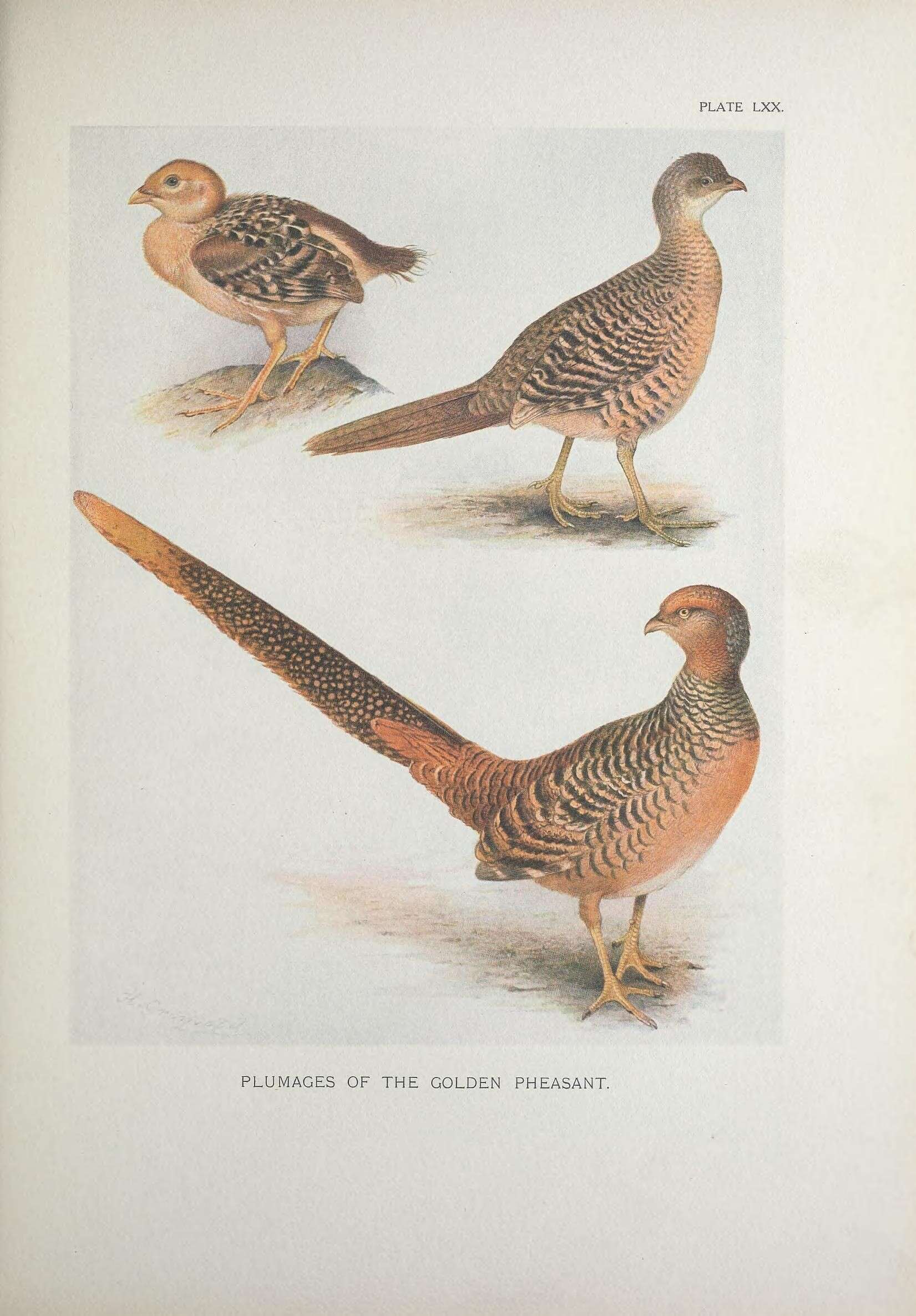 Image of Chrysolophus Gray & JE 1834