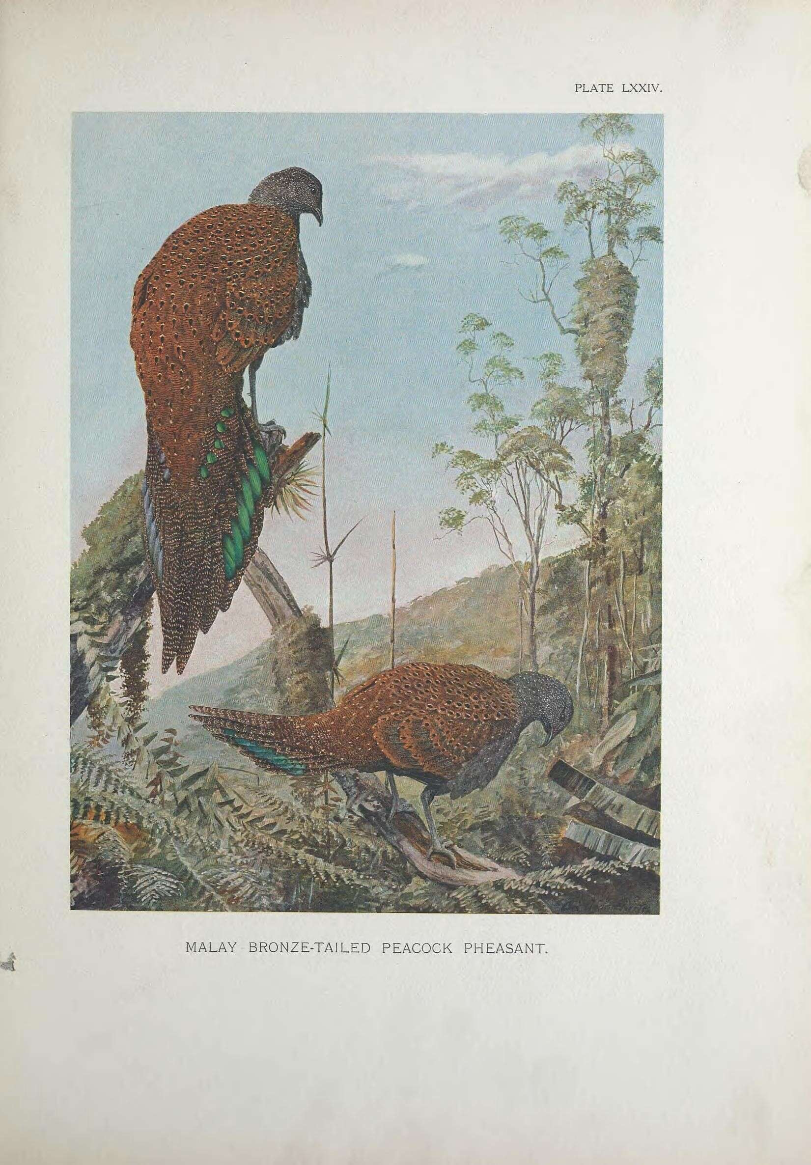 Image of Bronze-tailed Peacock-Pheasant