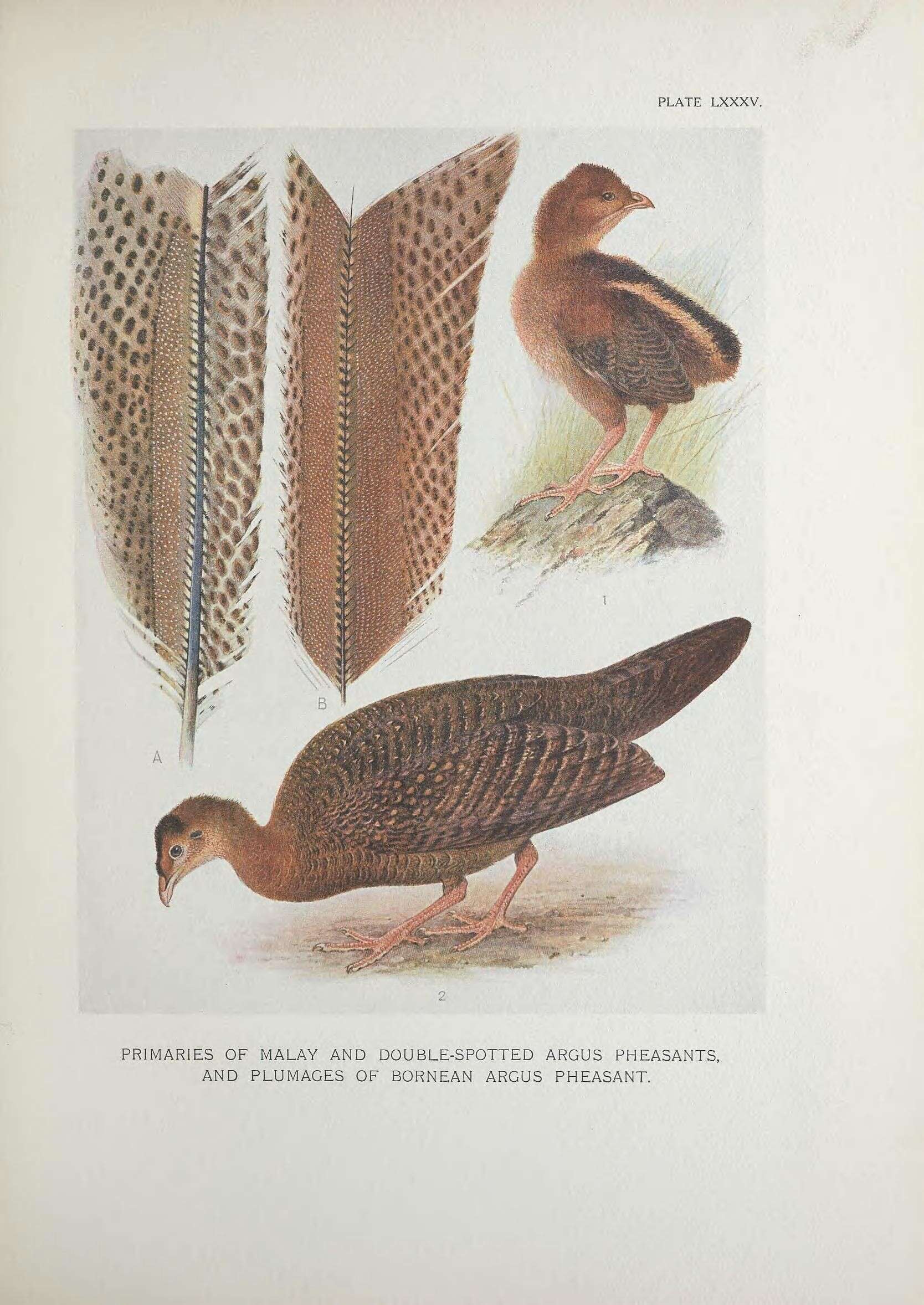 Image of Crested Peacock-pheasant