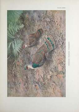 Image of Bornean Peacock-Pheasant