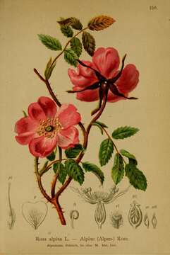 Image of alpine rose