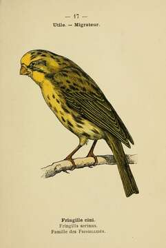 Image of serin, european serin