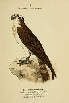 Image of ospreys