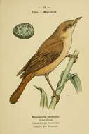 Image of Great Reed Warbler