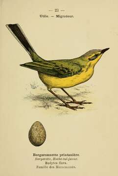 Image of Western Yellow Wagtail