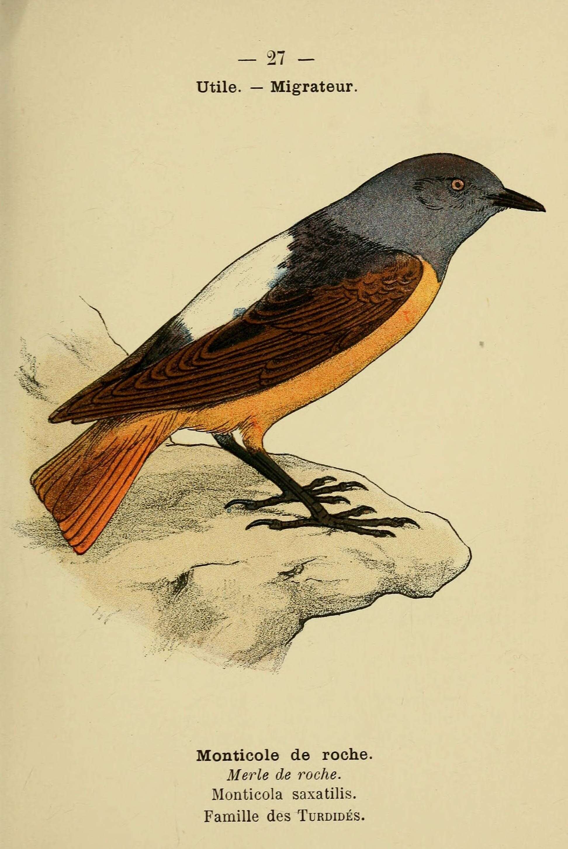 Image of Common Rock Thrush