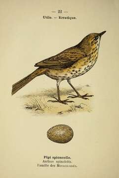 Image of Water Pipit