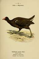 Image of Common Moorhen