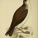 Image of <i>Puffinus anglorum</i>