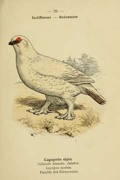 Image of Ptarmigan