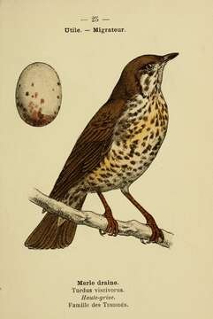 Image of Mistle Thrush