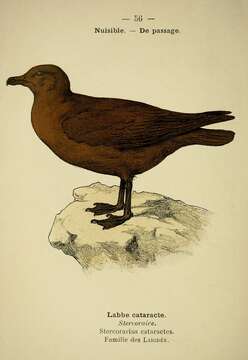 Plancia ëd Stercorarius skua (Brünnich 1764)