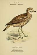 Image of Eurasian Stone-curlew