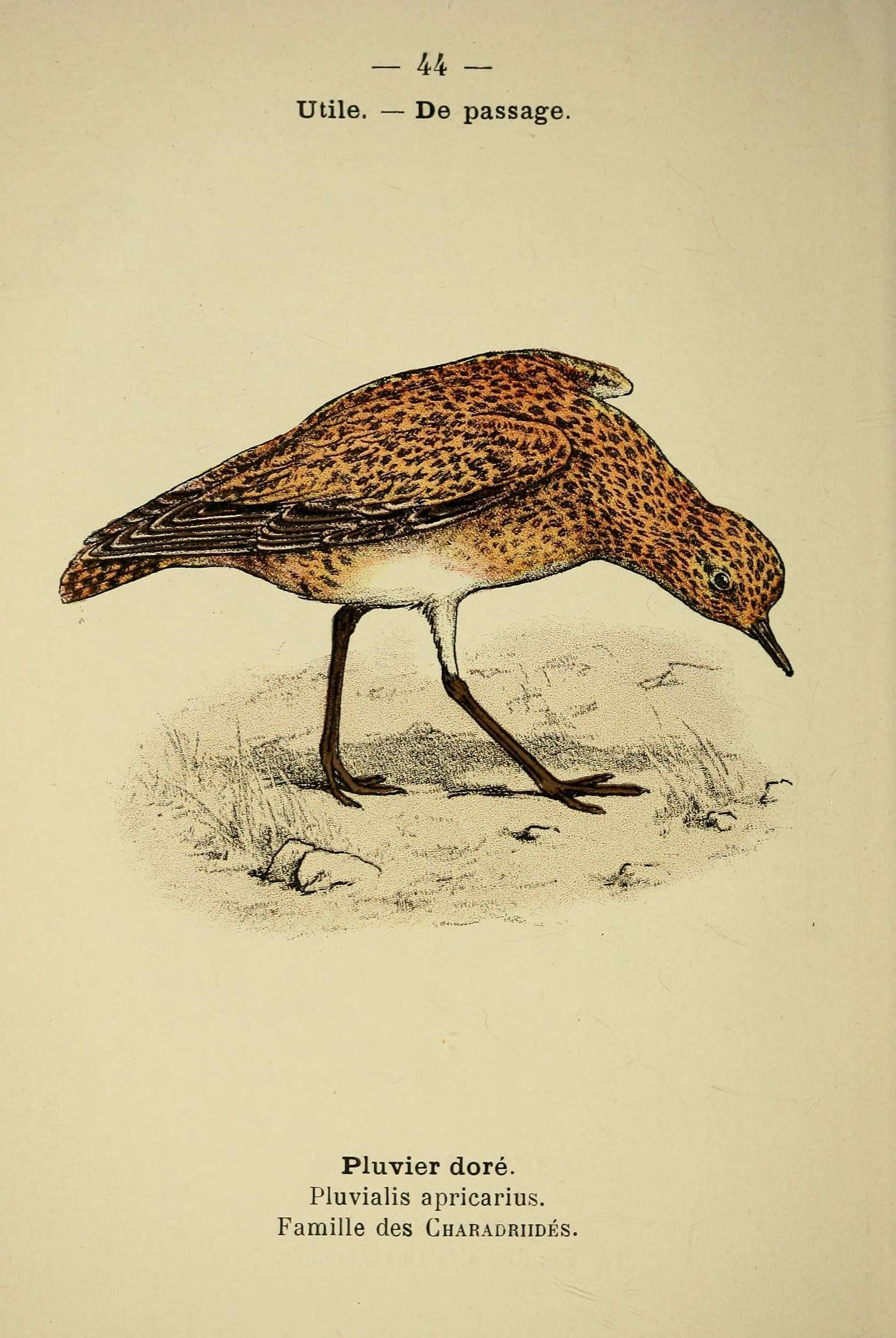 Image of Eurasian Golden Plover