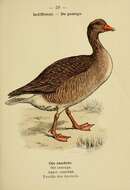 Image of Greylag Goose