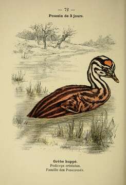 Image of Podiceps Latham 1787