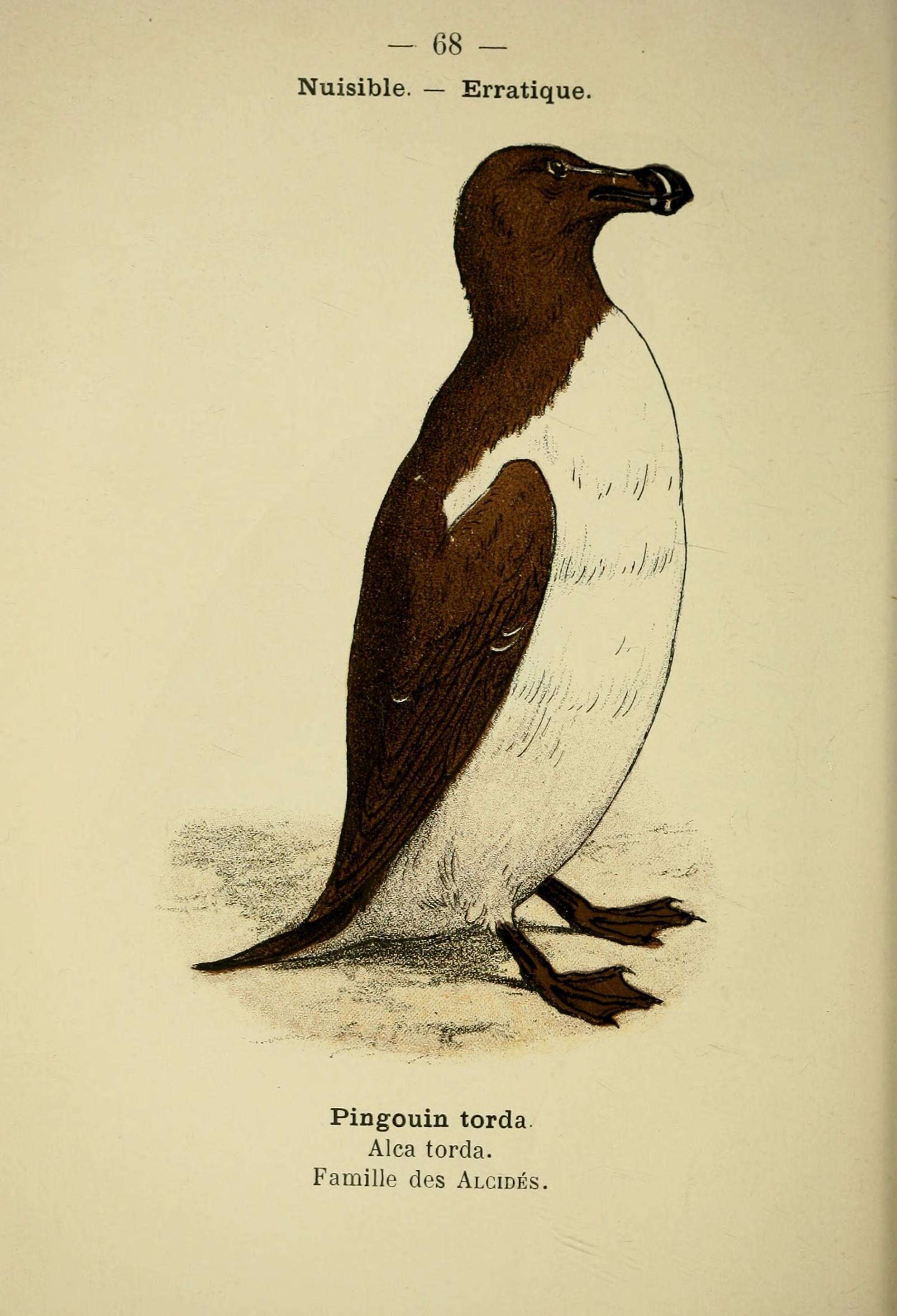 Image of Lesser auk