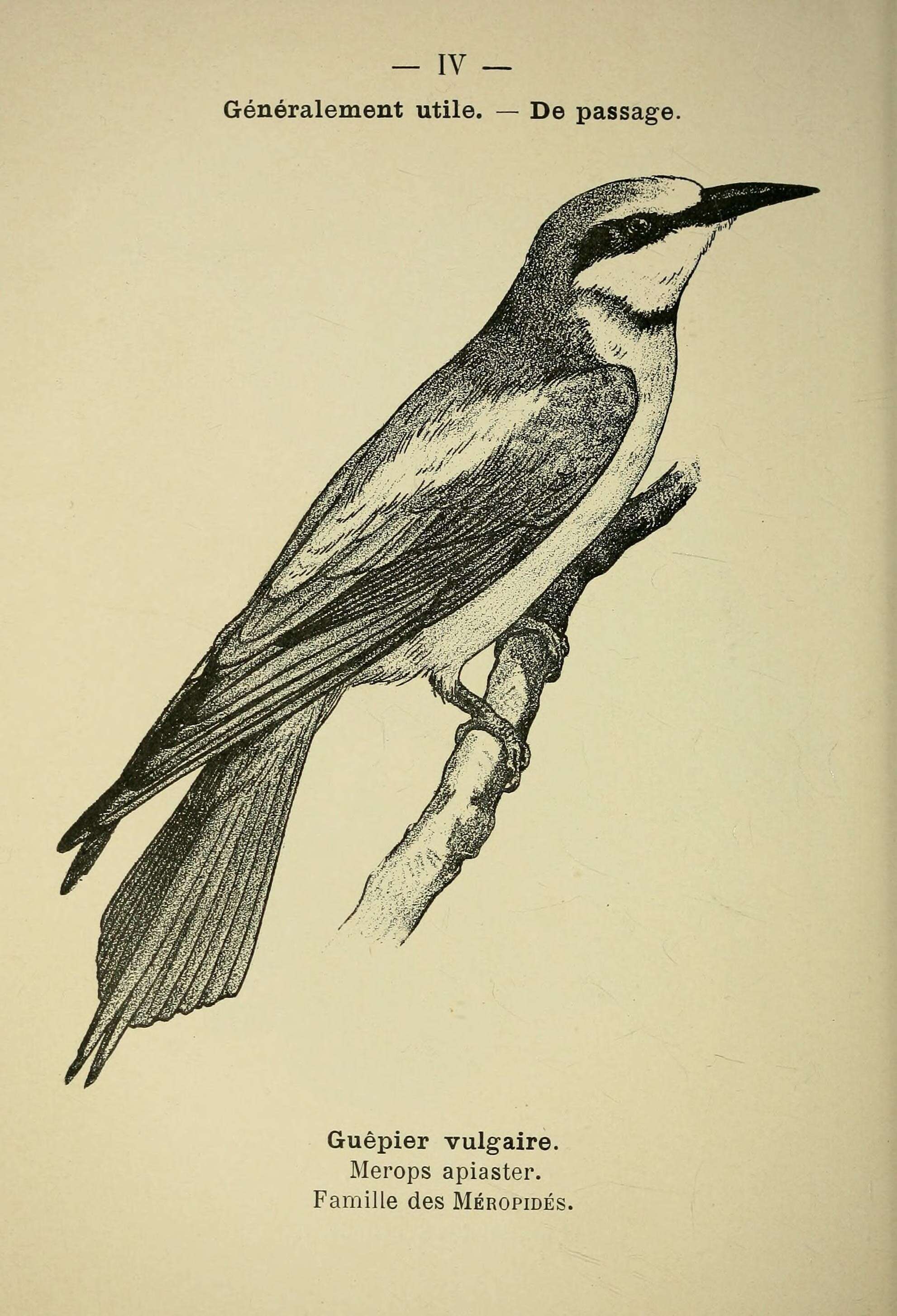 Image of bee-eater, european bee-eater