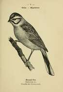 Image of European Rock Bunting