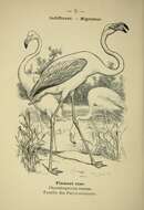 Imagem de Phoenicopterus ruber Linnaeus 1758