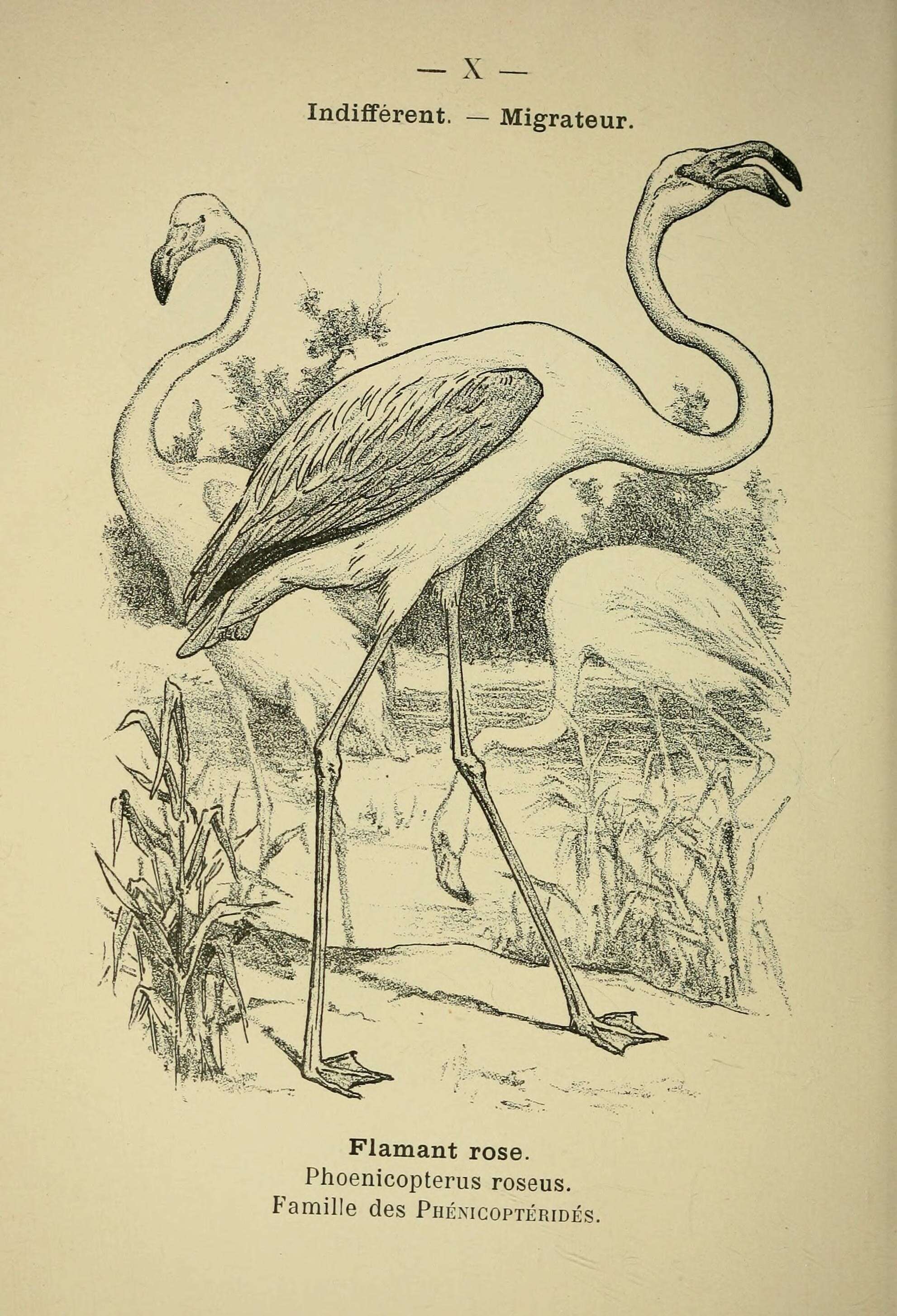 Image of American Flamingo