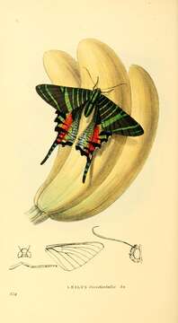 Image of Sloane's urania