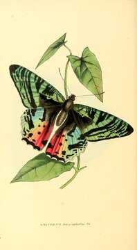 Image of Madagascan Sunset Moth