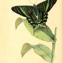 Imagem de Urania brasiliensis Swainson 1833