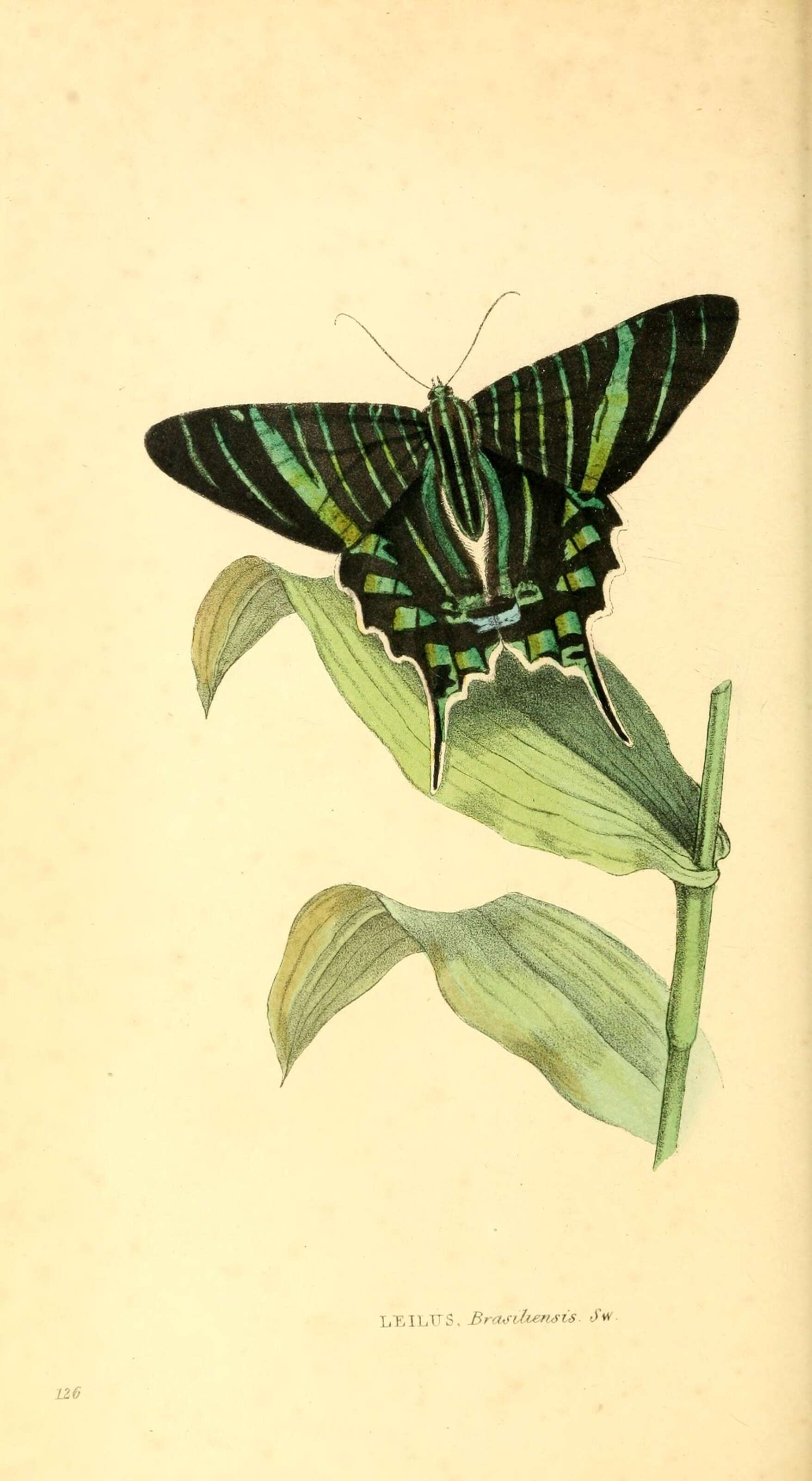 Imagem de Urania brasiliensis Swainson 1833