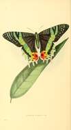 Image of Madagascan Sunset Moth