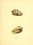 Sivun Cymbiola nivosa (Lamarck 1804) kuva