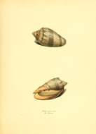 صورة Cymbiola nivosa (Lamarck 1804)