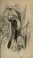 Image of Fluvicola Swainson 1827