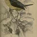 <i>Todus melanocephalus</i> Spix 1825的圖片