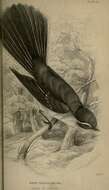 Image of Grey Fantail