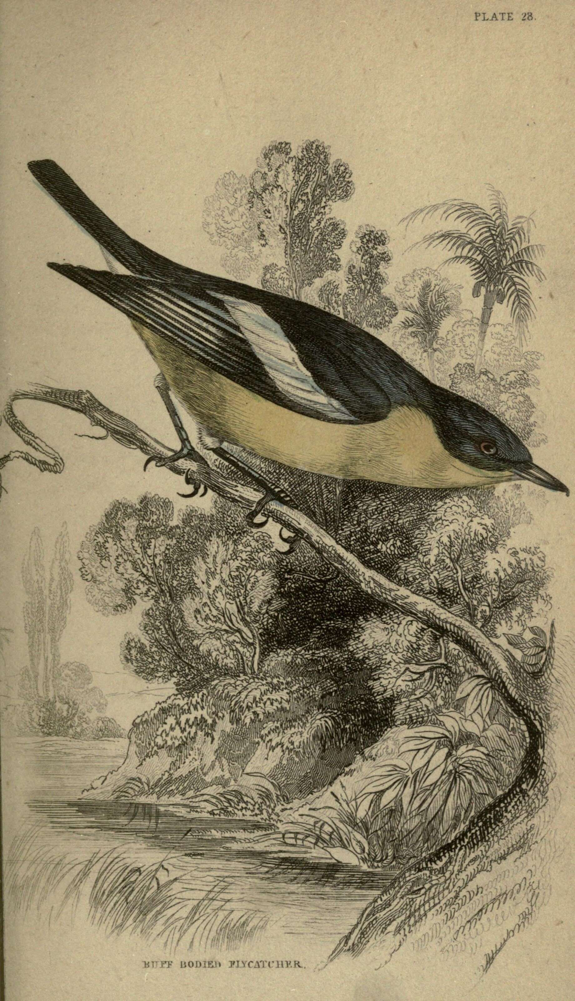 Image of Yellow-bellied Hyliota