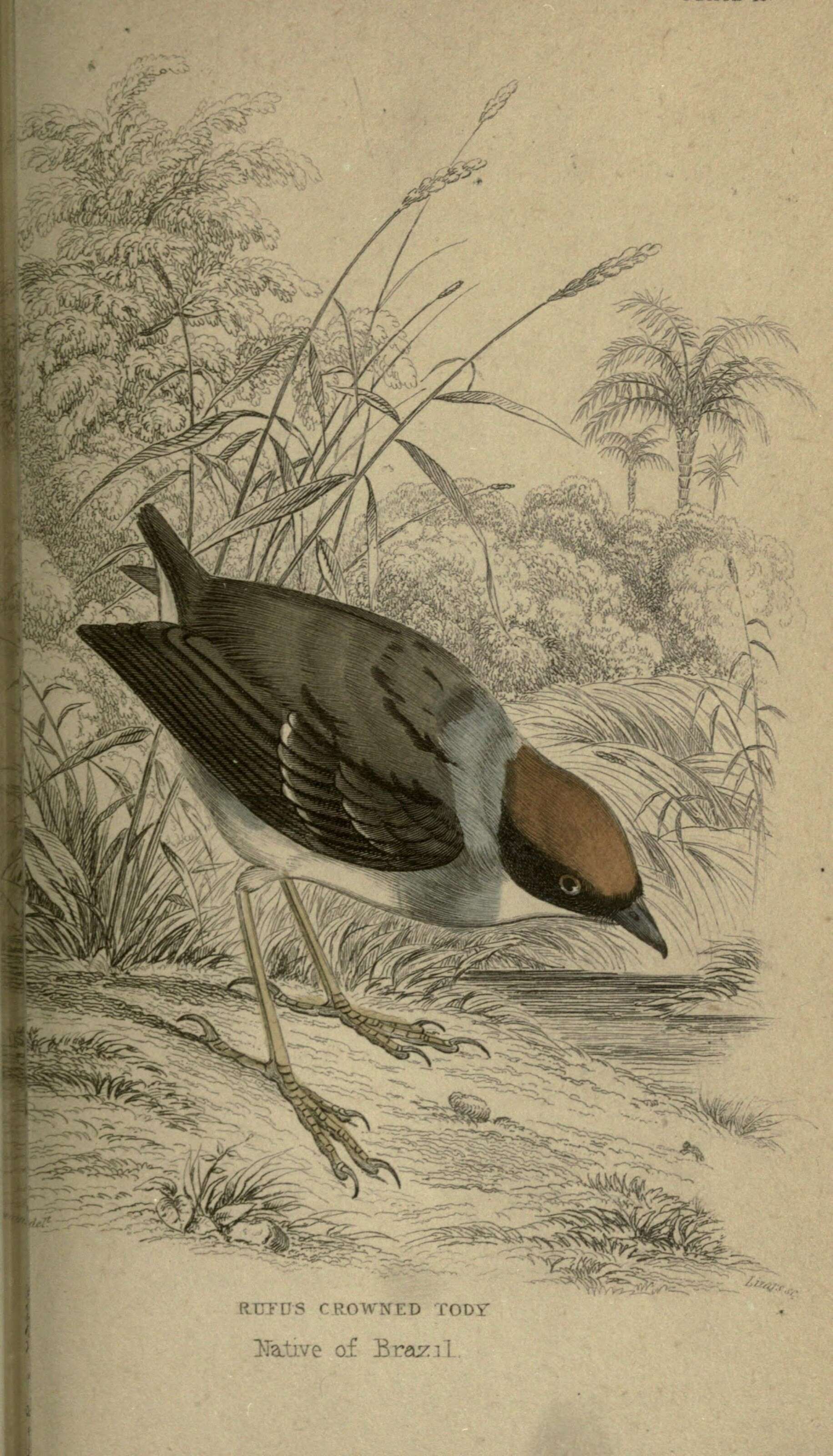 Imagem de Poecilotriccus ruficeps (Kaup 1852)