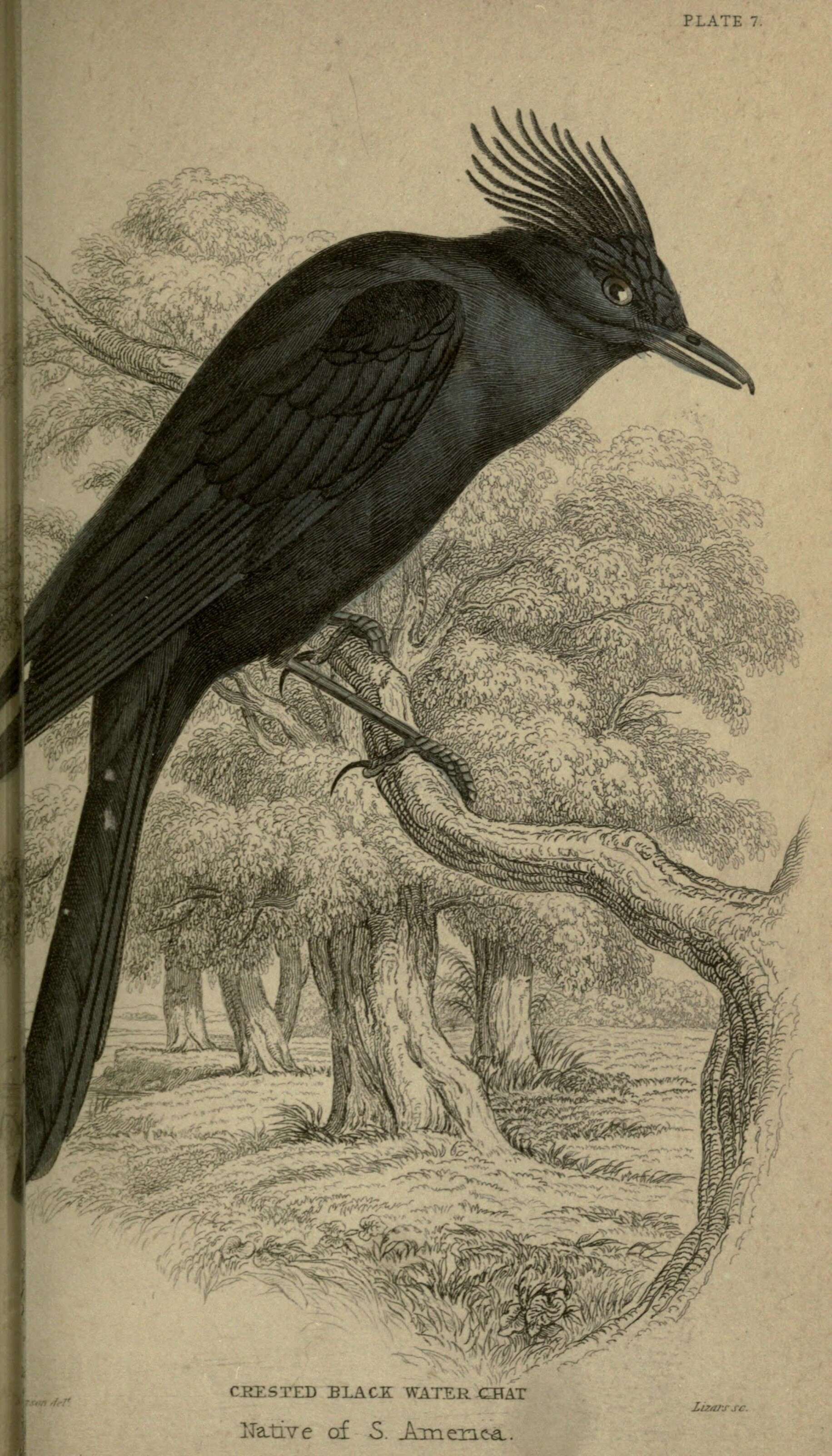 Image of Crested Black Tyrant