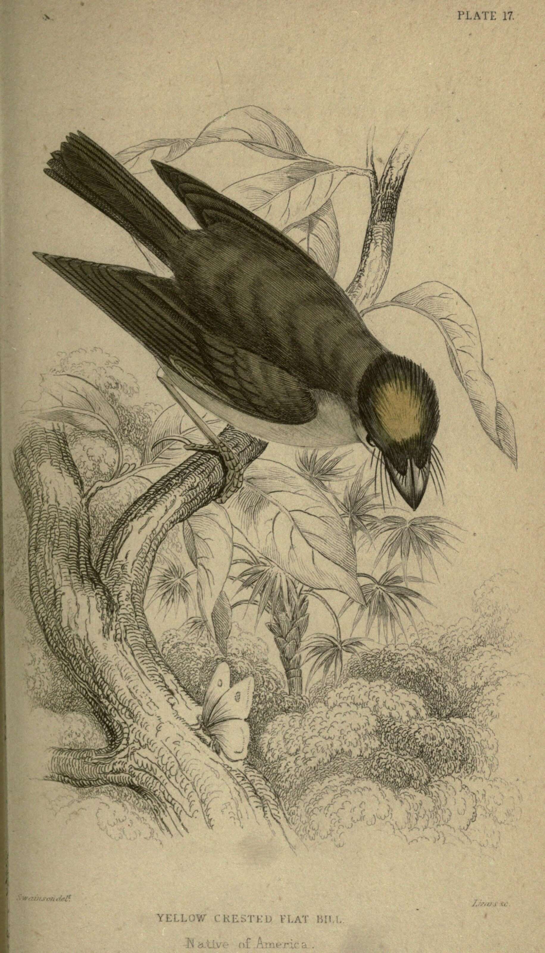Image of White-throated Spadebill