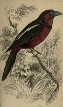 Imagem de Cymbirhynchus Vigors 1830