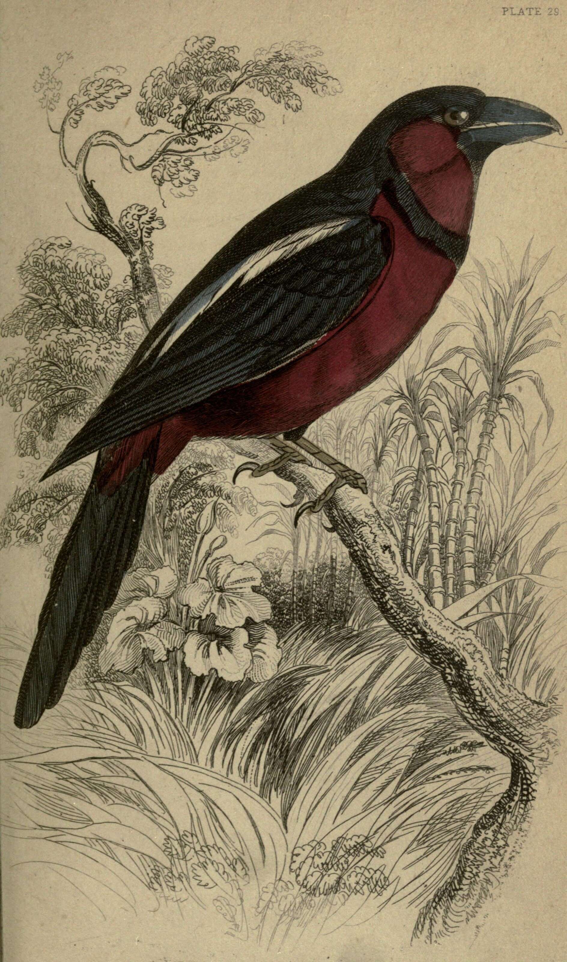 Image of Cymbirhynchus Vigors 1830