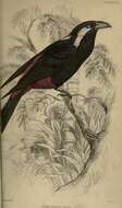 Image of Peltops Wagler 1829