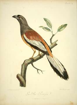 Image of Rufous Treepie