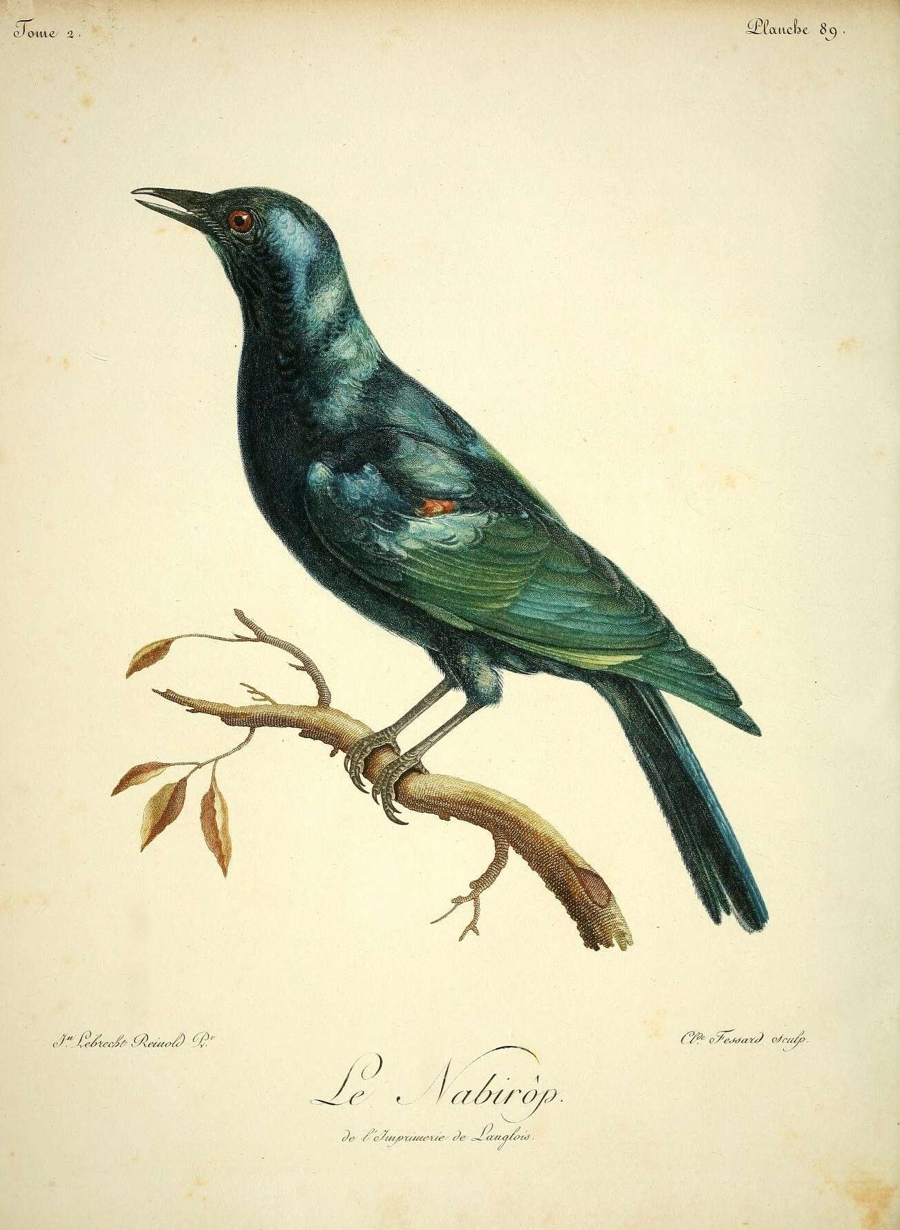 Image of Cape Glossy Starling