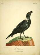 Image of White-necked Raven